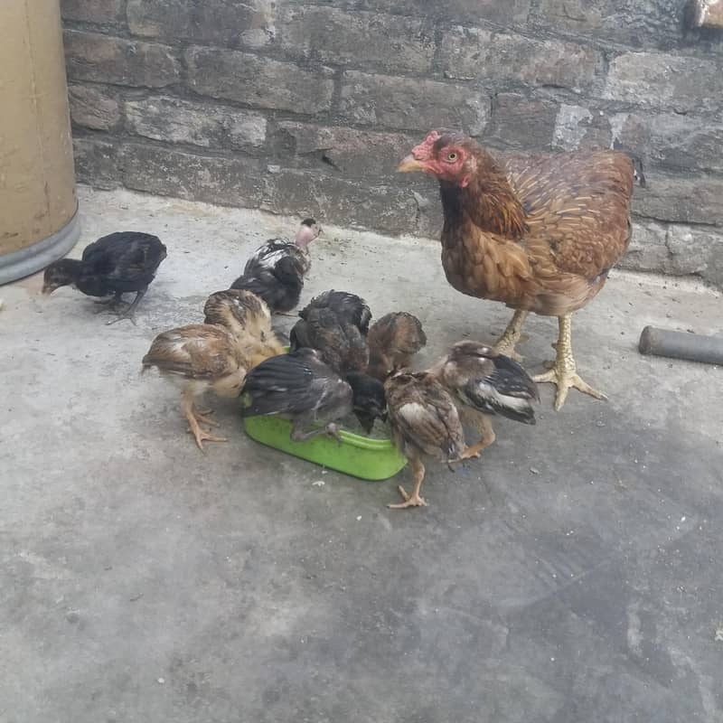 aseel chicks 10