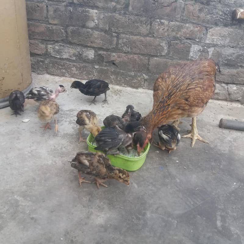 aseel chicks 11