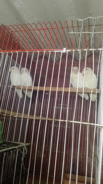 albino rad eyes pair