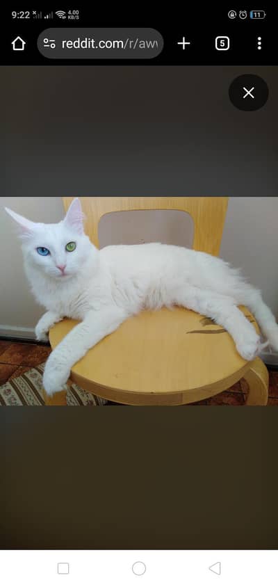 Understanding Cats with Different Colored Eyes