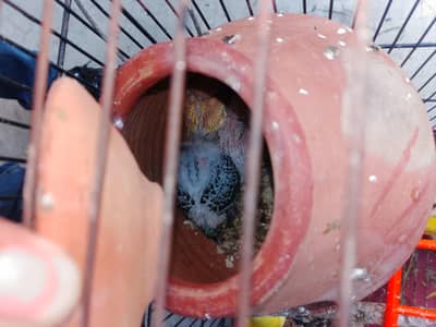 urgent sale 800 (pair)