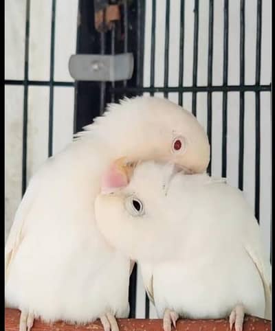 love bird breeder pair