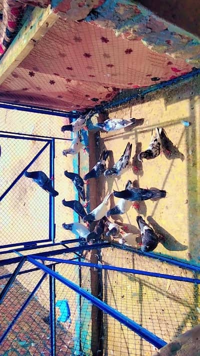 Kabutor for sale setup of 60