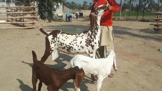 2 Bacchon ka sath Makkah chini Bakri For Sale, 03228068418