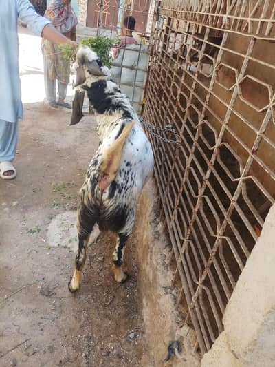 2 dant bakra for sale