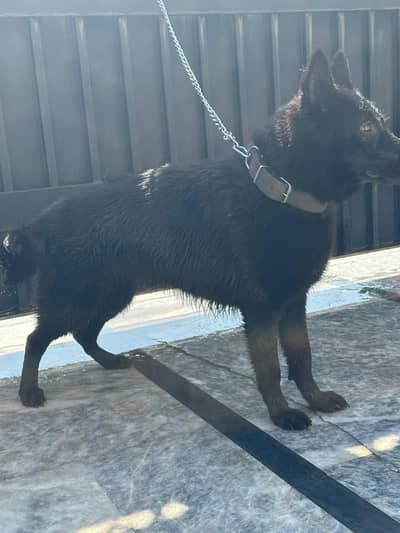 Black German shepherd non pedigree female