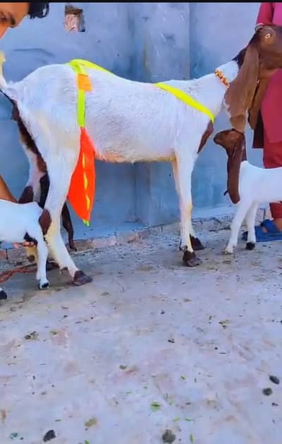 goat with 2 male babies
