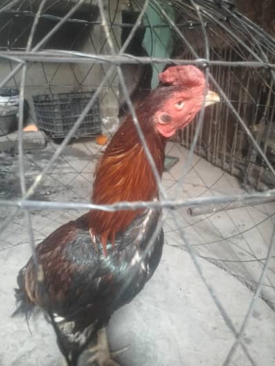 gahr ka pla murga hay