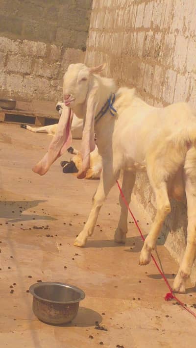 pure gulaabi bakra or bakriyan available