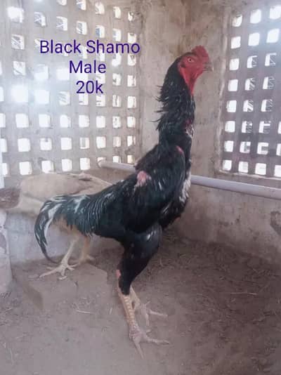 Original Shamo Trio Set ( High Quality)