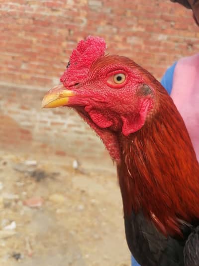 Thai x Pakistani ASeel Roster