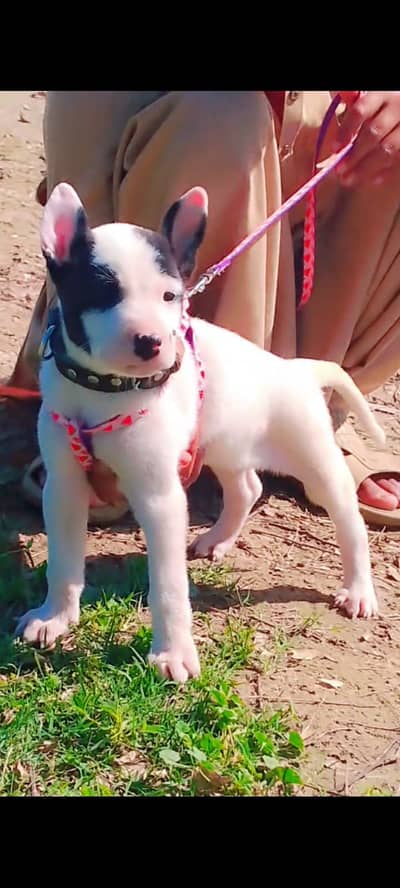 Kuhati Gultair | Pink Nose | Kuhati Dog | Gultair Female| Dog For Sale