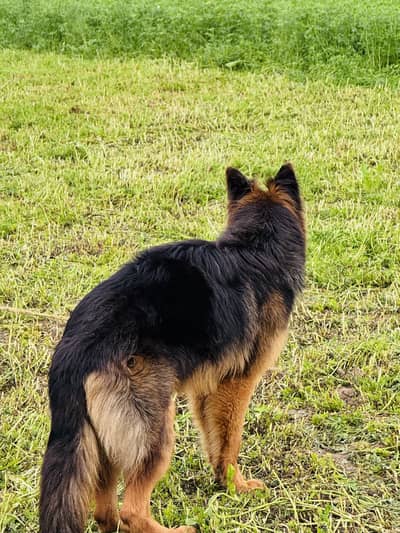 German shepherd
