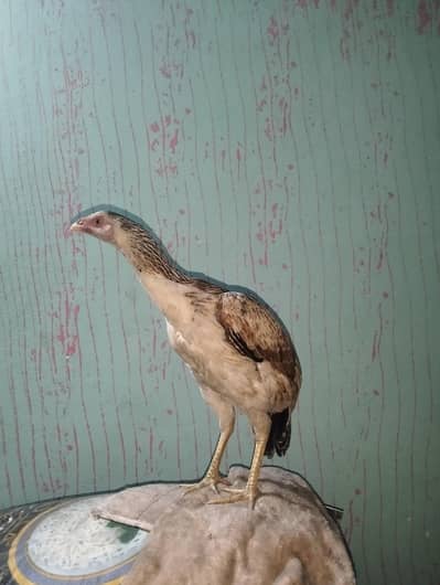 Shamo × Kamaliya Cross Aseel Murgi for Sale