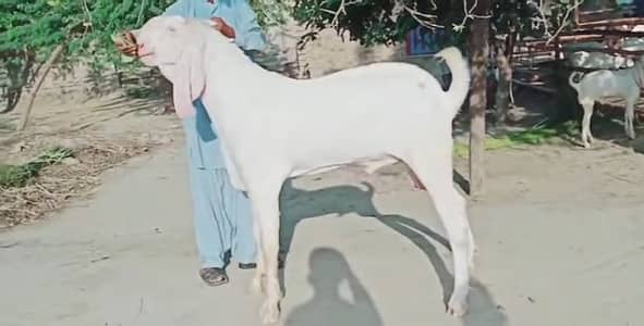 High Quality Pink Bakra 2 Dant |call me 03460423873