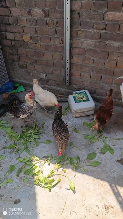 Golden Misri hens 4 piece for sale