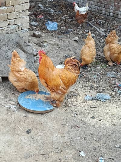 Golden buff for sale