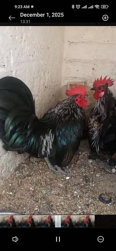 Fancy bantom black grey