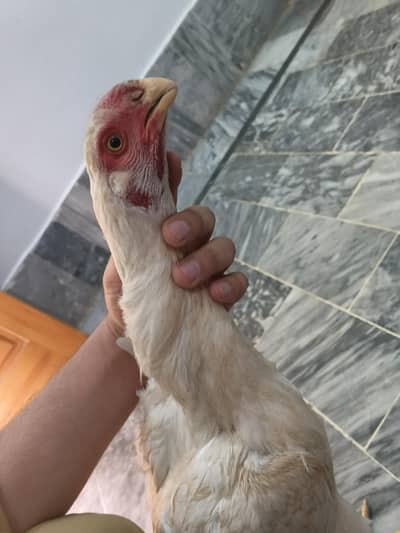 parrot beak Indian long tail chicks home breed  available