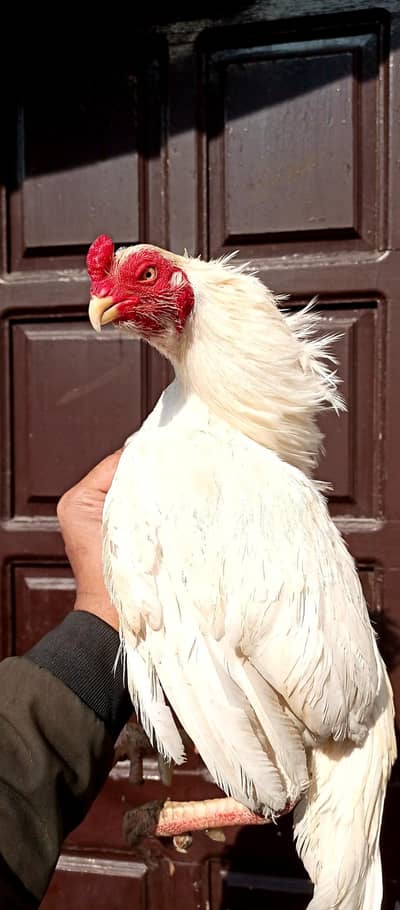 Heera zero size Amroha Quality