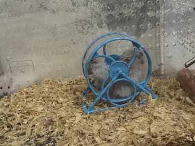 Hamster 1 pair and 1 baby with box