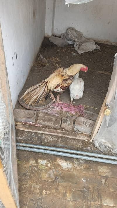 parrot beak Indian long tail breeder available