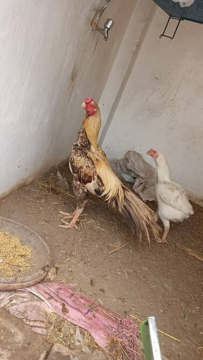 parrot beak Indian long tail breeder available