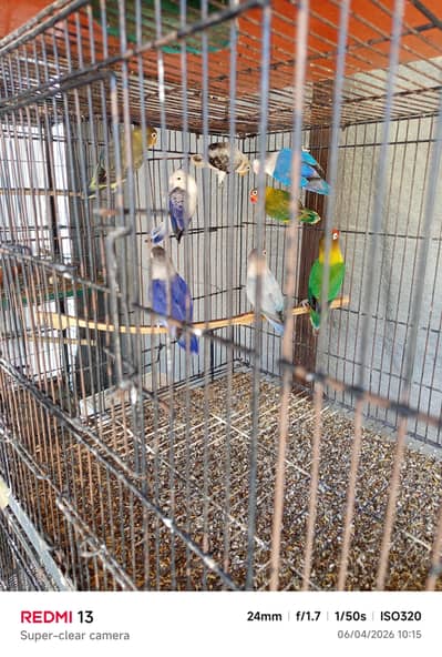 15 pecies of adult love birds Available for sale