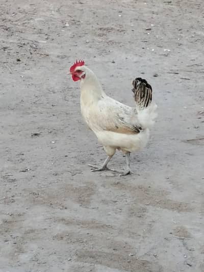 DESI MURGHI FOR SALE