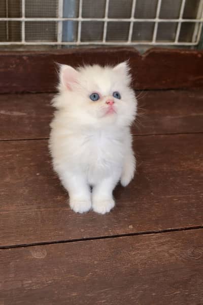3 Persian kittens |punch faces | Triple coat | Persian cat