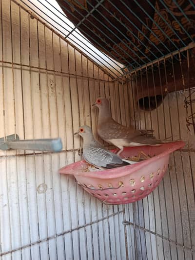 Some Breeders Birds For sale Urgent.