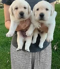 British Labra | Puppies | labrador | Dog | Labra Puppy | Labra