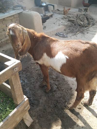 Beetal Male for sale ( 03260899736)