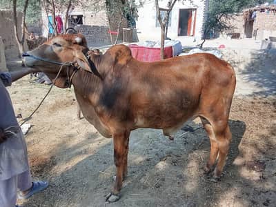 bull for qurbani