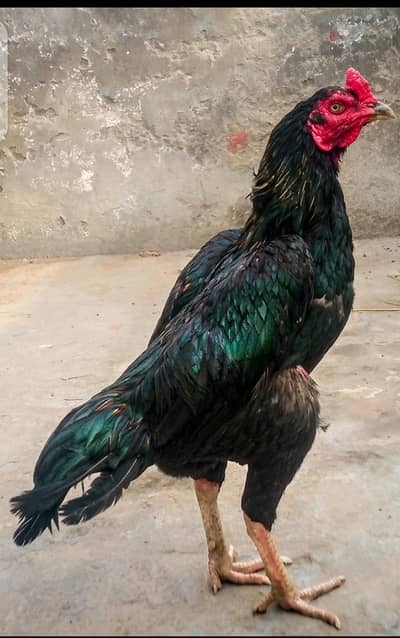 lasani aseel murga for sale