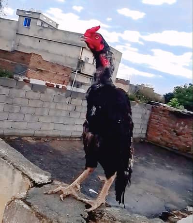 aseel mugar for sale 15k good bloodline