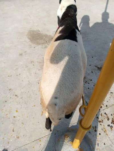 dumba mashallah heavy waight 2026 Qurbani