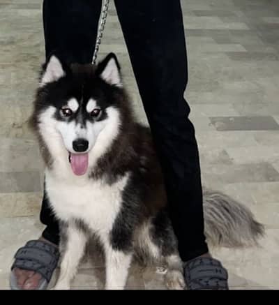 Siberian Husky Heavy bone structure