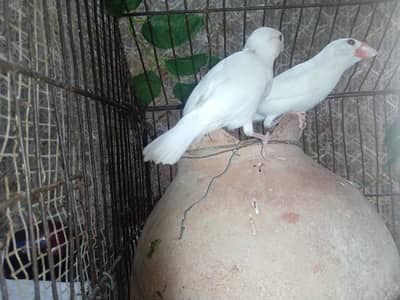 Snow white jawa*Breader pain* 3500 pkr