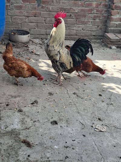 Misri Hen Pairs for sale
