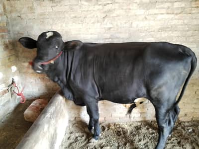 paisy zrort Hain sale krna h ghr ka hai weight 3.5man sy above