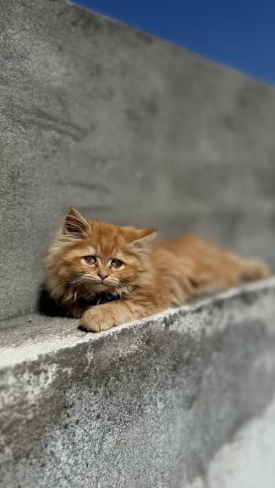 Persion Tripple Coat