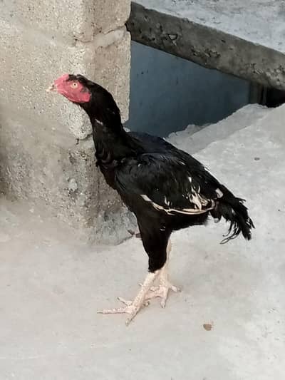 Aseel Pathy 4Sale bandjor patha 4sale 03105663590