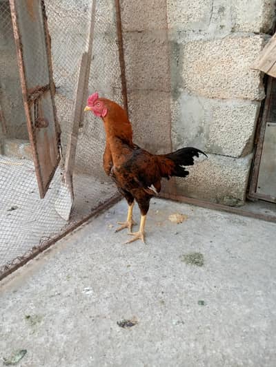 Aseel Pathy 4Sale bandjor patha 4sale 03105663590