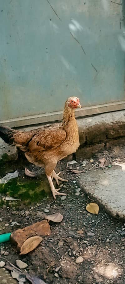 nasli Aseel he 2 time cruk howa hai.