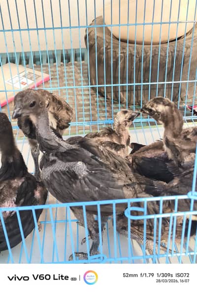 pure aseel chicks| king size white shamo|black dragon chicks|Mianwali