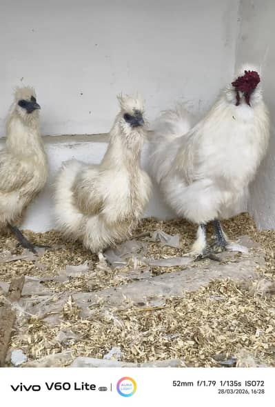 ayam cemani hens pair/fancy egg laying hens /white silki /murgi
