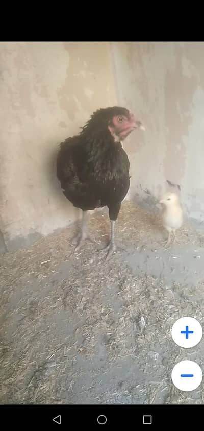 Aseel hen with 1 chik