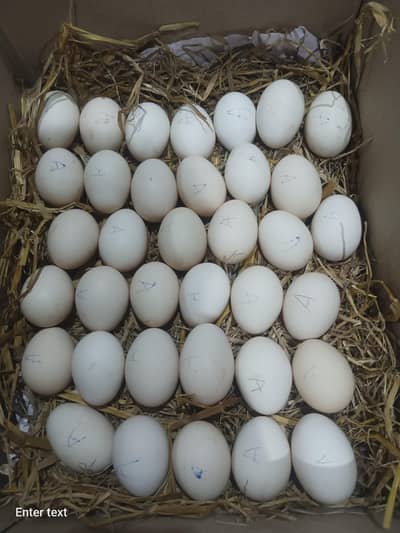 Astralorp & RIR Egg {03224535024}