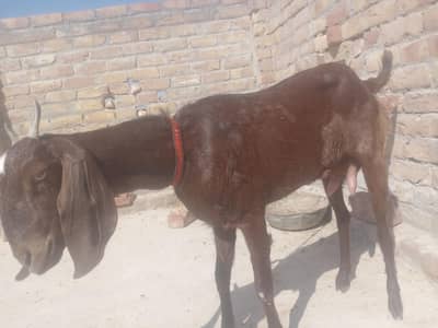 milk Goat for sell